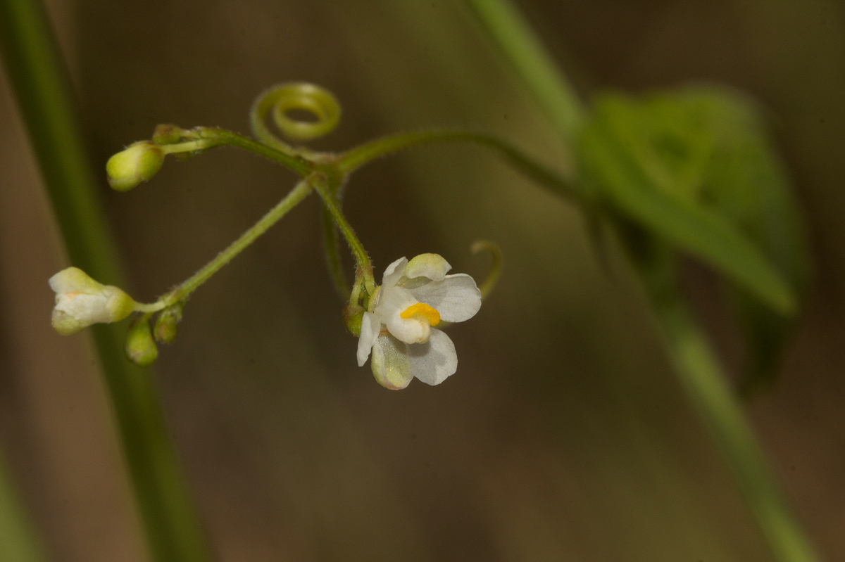 Cardiospermum halicacabum var. halicacabum