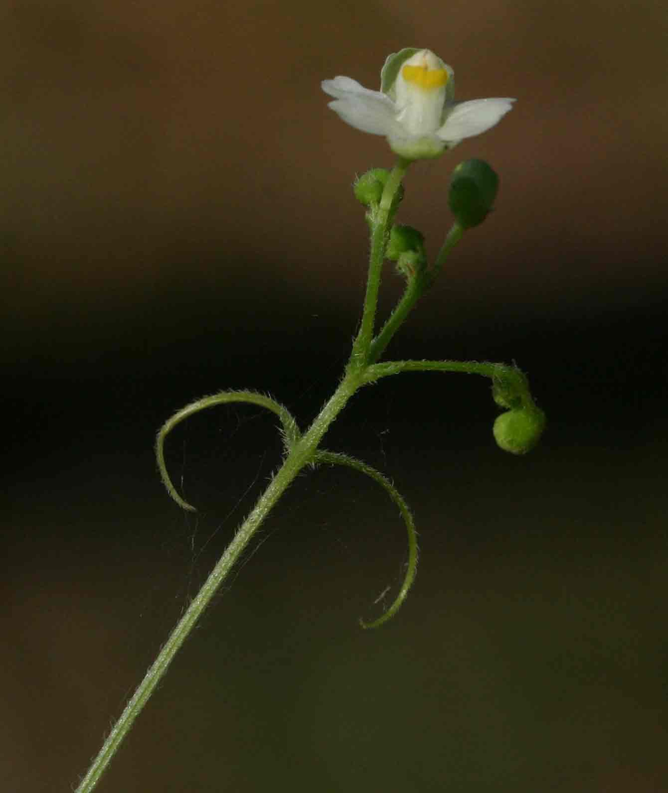 Cardiospermum halicacabum var. halicacabum