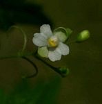 Cardiospermum halicacabum var. halicacabum