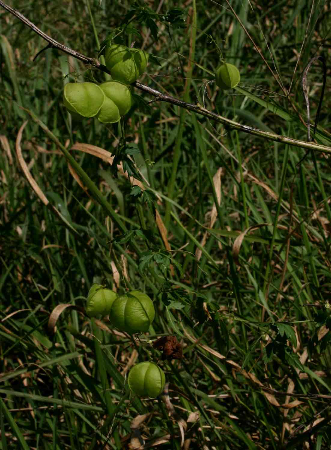 Cardiospermum halicacabum var. halicacabum