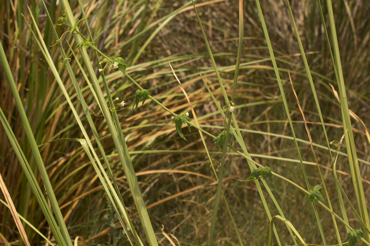 Cardiospermum halicacabum var. halicacabum