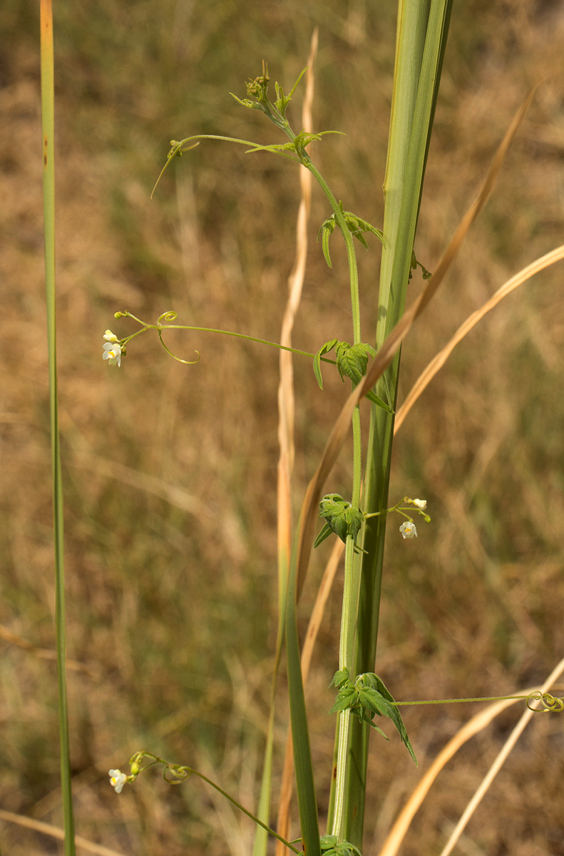 Cardiospermum halicacabum var. halicacabum