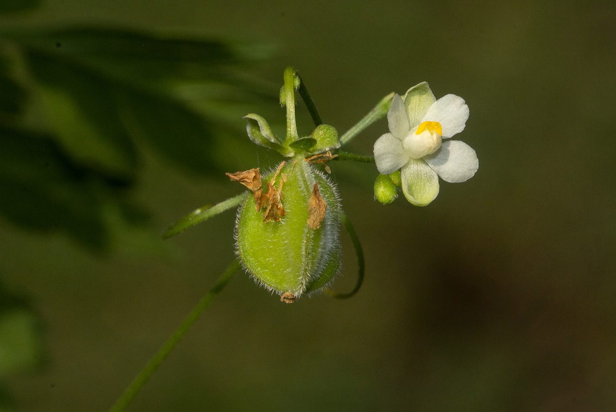 Cardiospermum halicacabum var. microcarpum