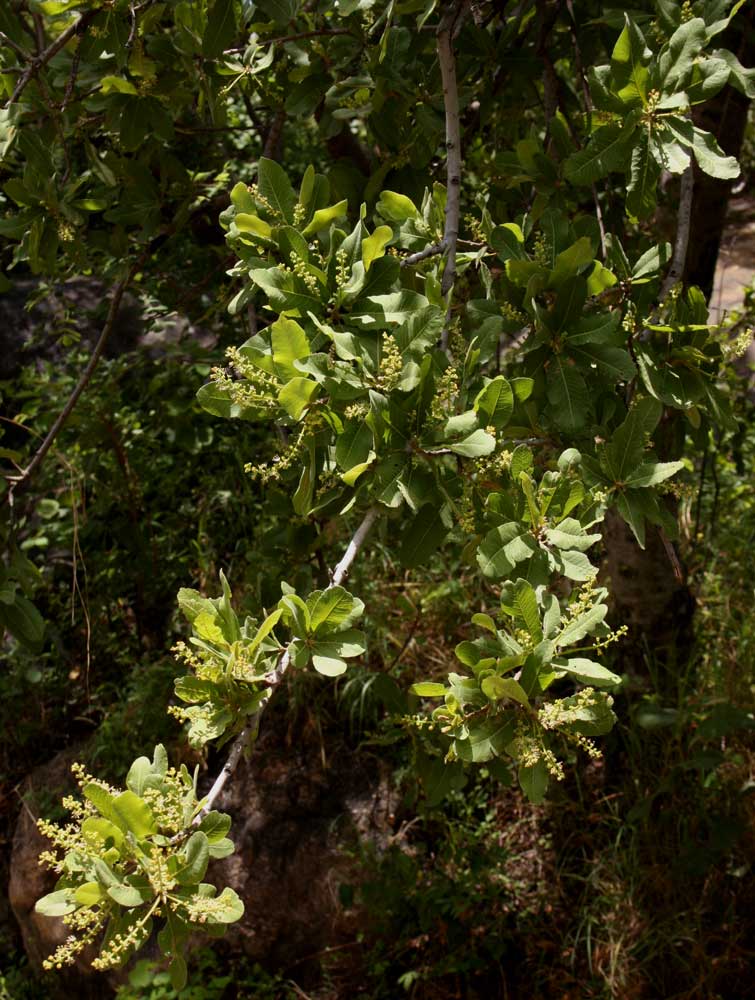 Pappea capensis Pappea capensis