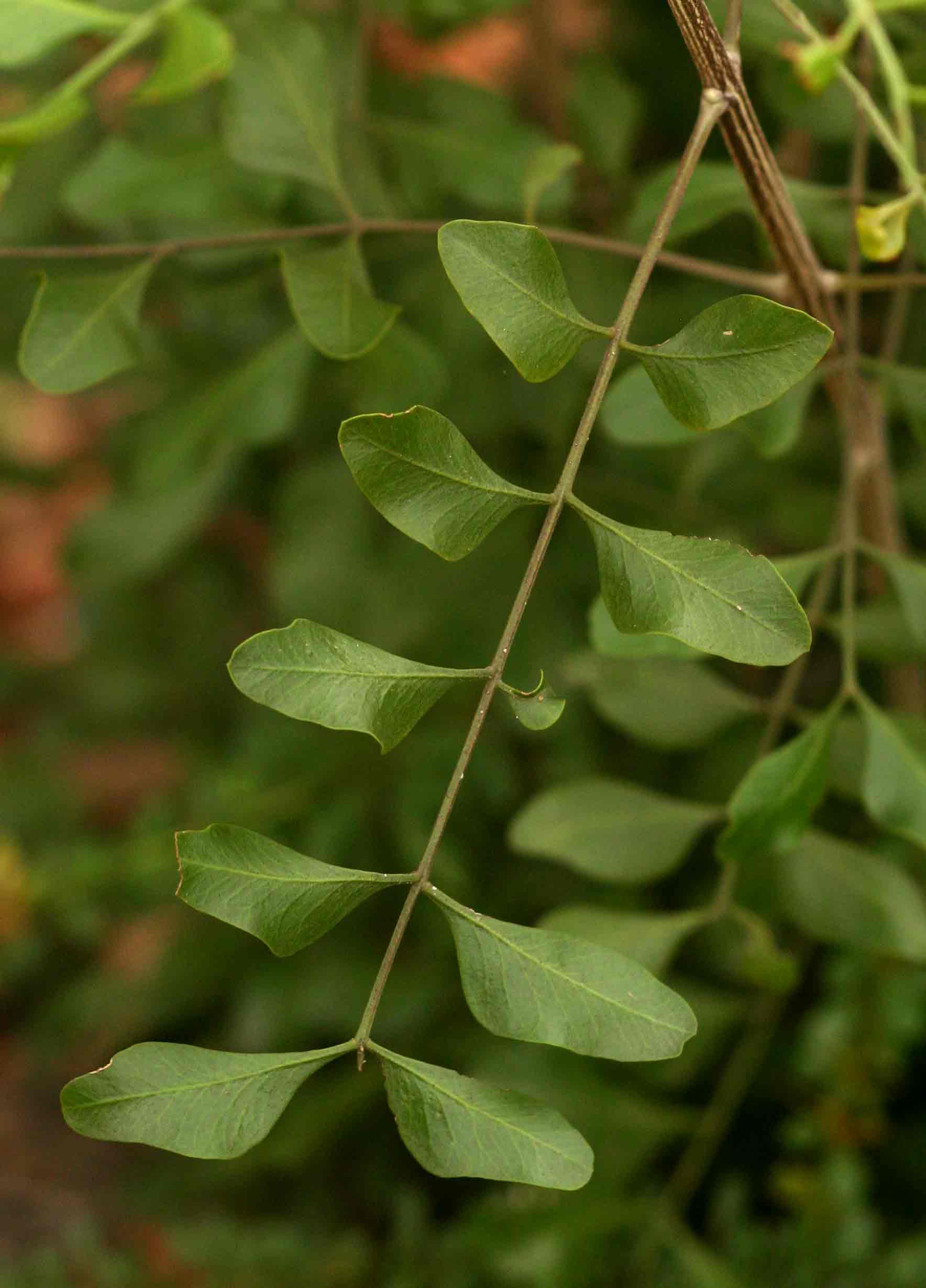 Ptaeroxylon obliquum Ptaeroxylon obliquum