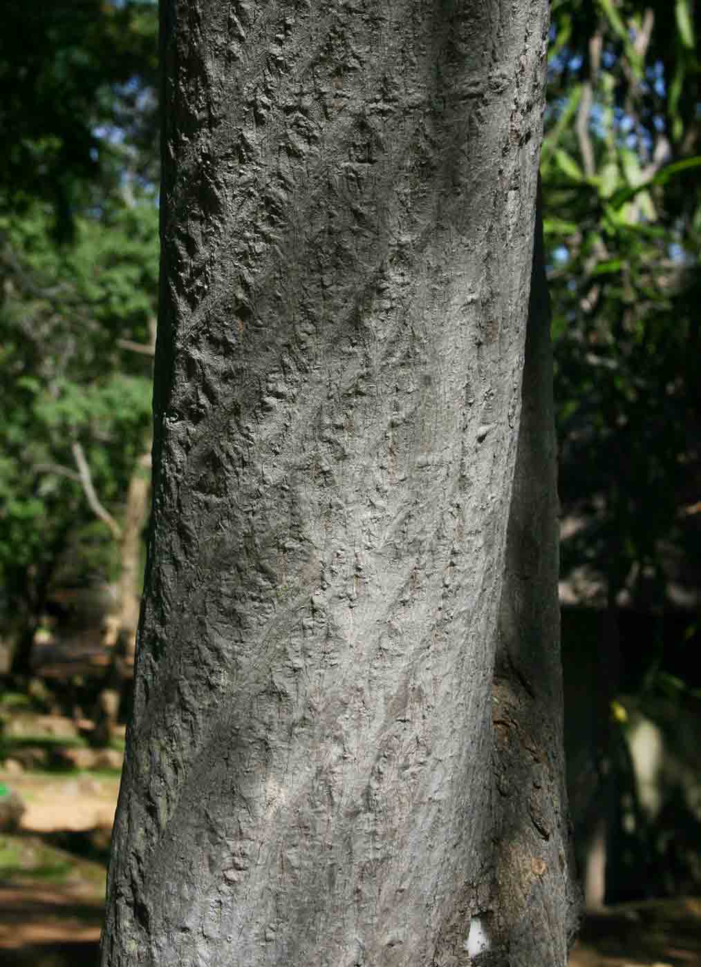 Ptaeroxylon obliquum