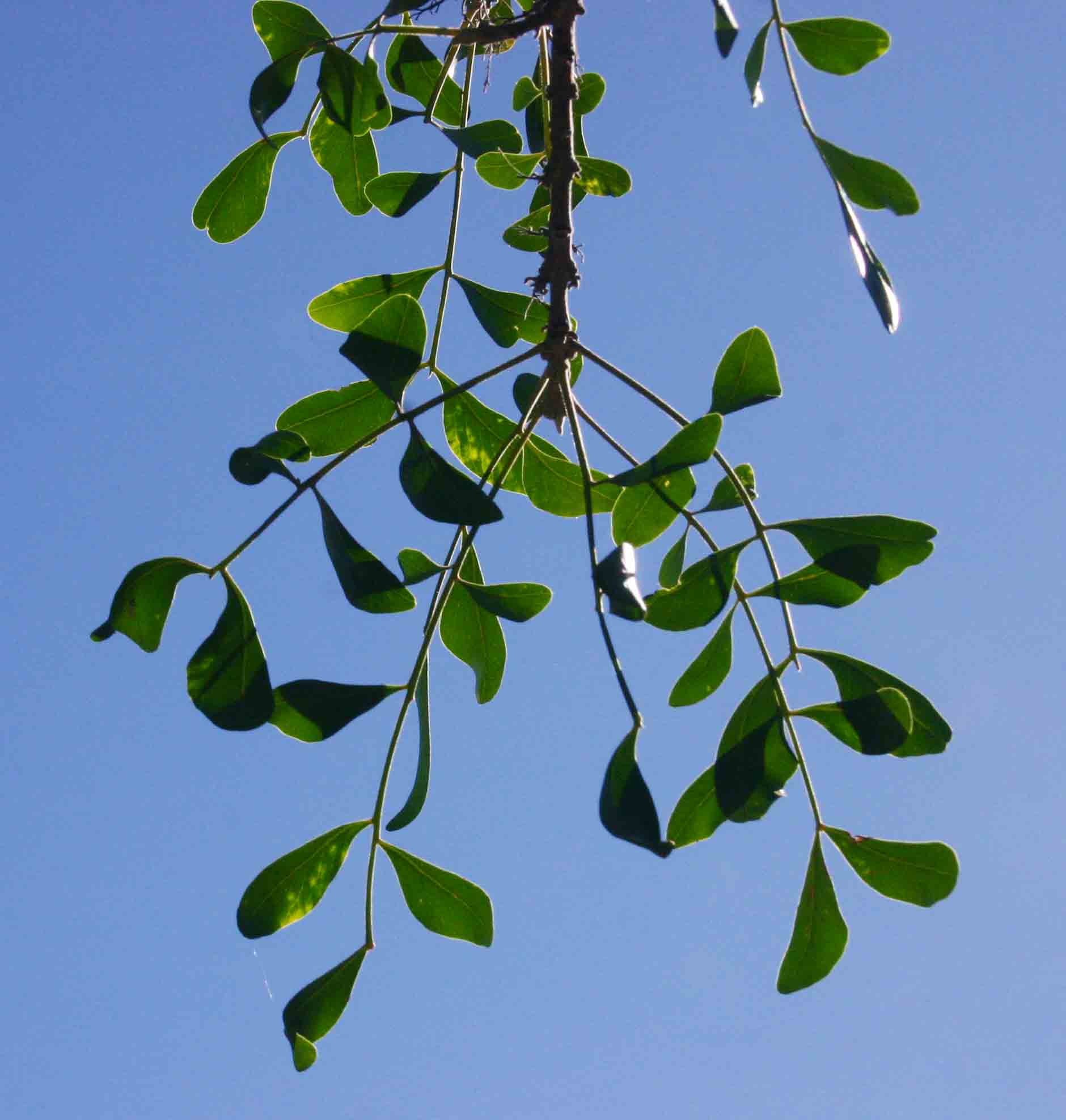 Ptaeroxylon obliquum