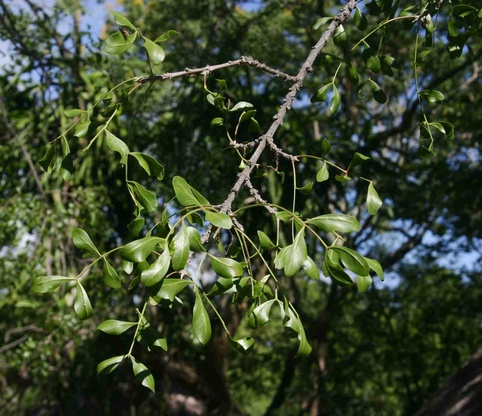 Ptaeroxylon obliquum Ptaeroxylon obliquum