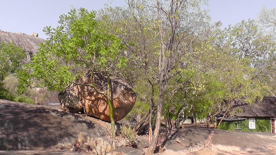 Ptaeroxylon obliquum