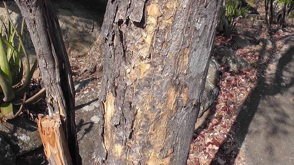 Ptaeroxylon obliquum