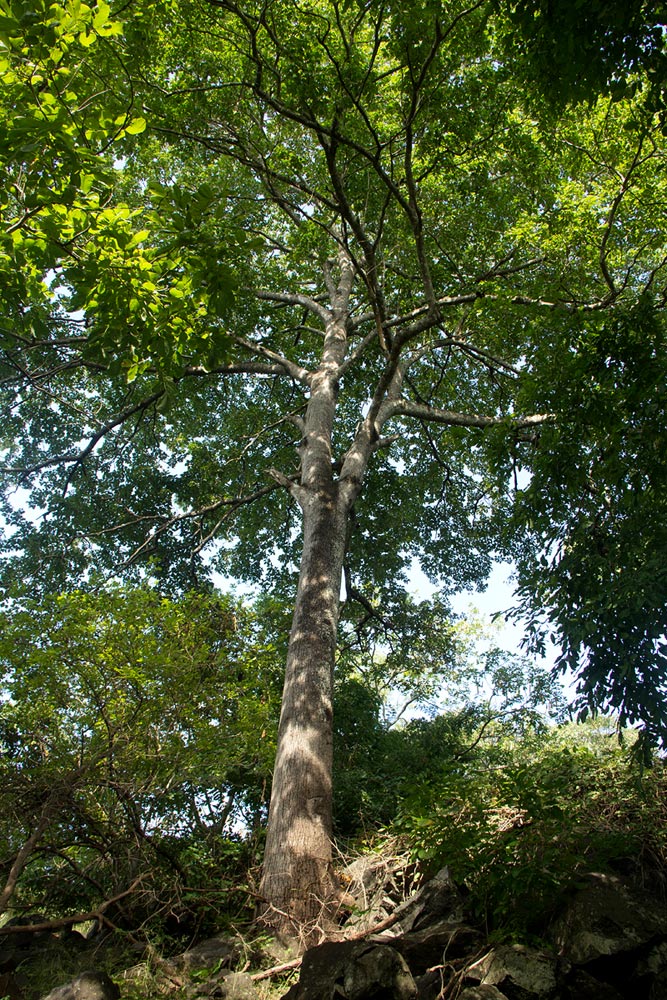 Berchemia discolor Berchemia discolor