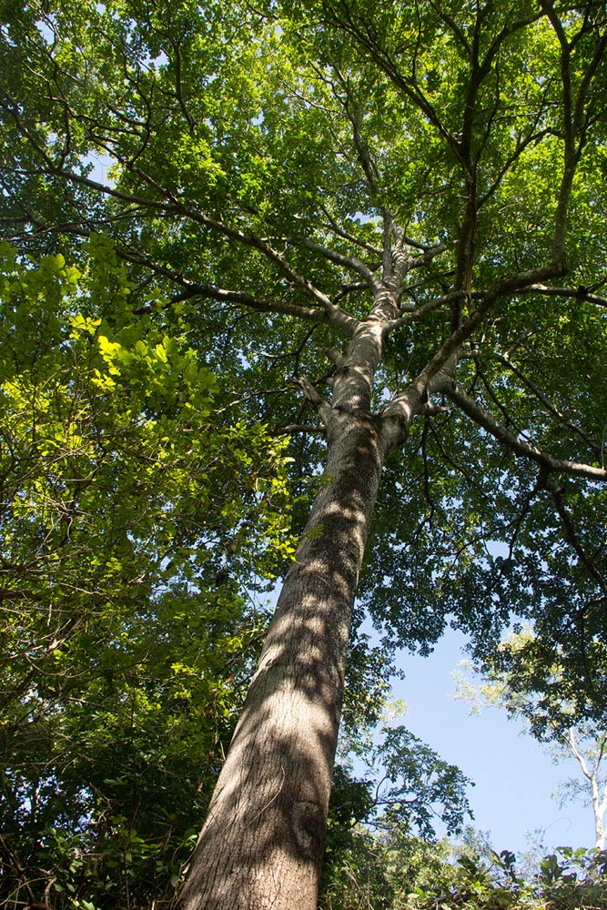 Berchemia discolor Berchemia discolor