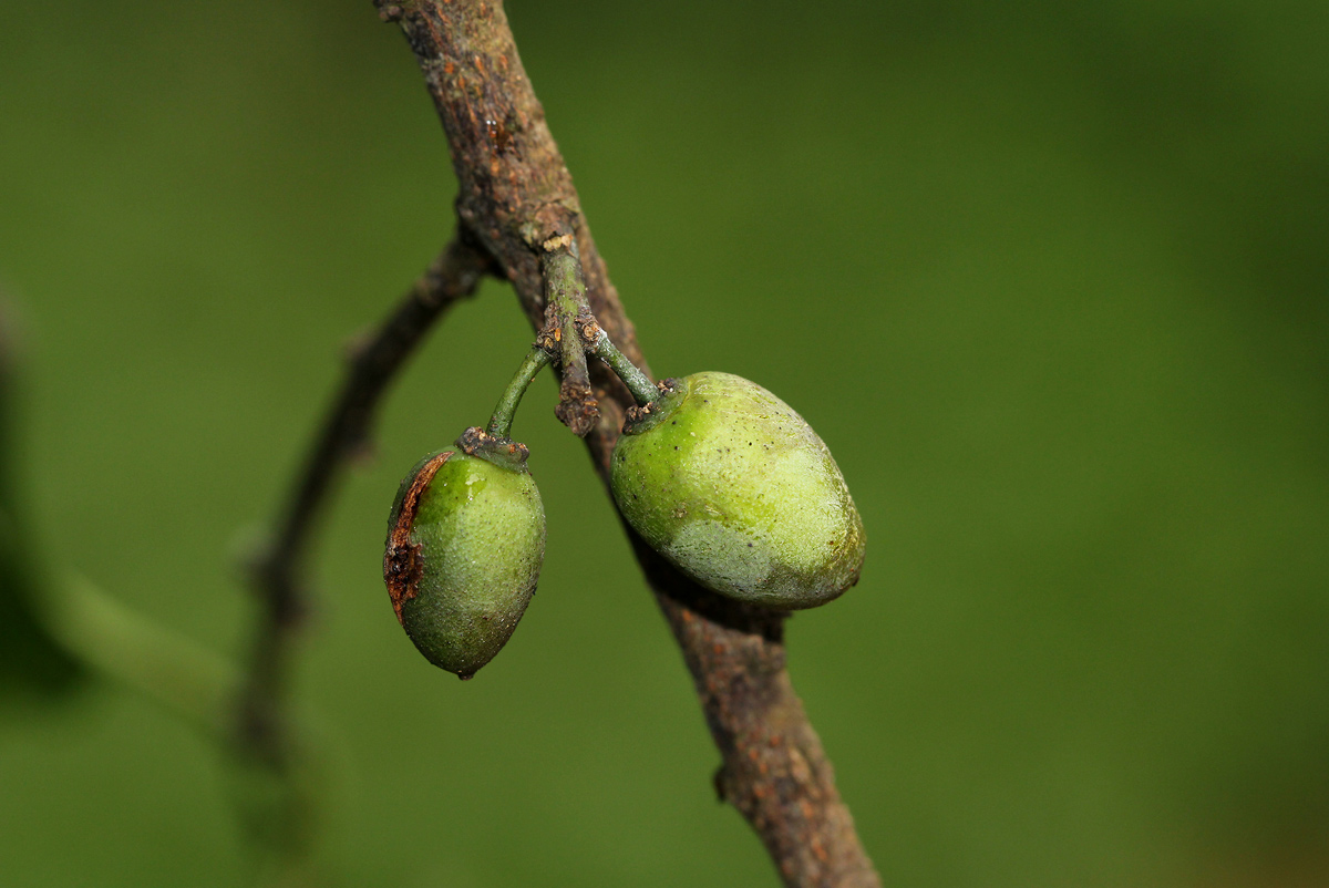 Berchemia discolor Berchemia discolor