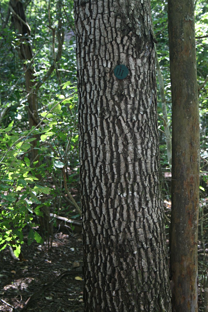 Berchemia discolor Berchemia discolor