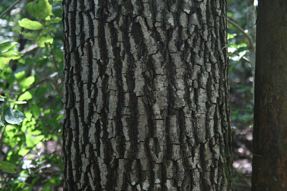 Berchemia discolor Berchemia discolor