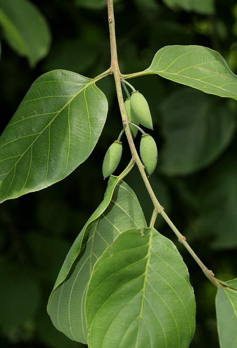Berchemia discolor Berchemia discolor