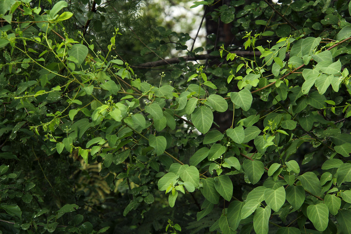 Helinus integrifolius