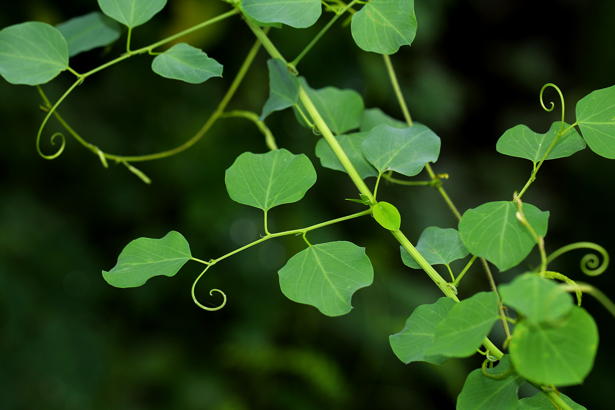 Helinus integrifolius