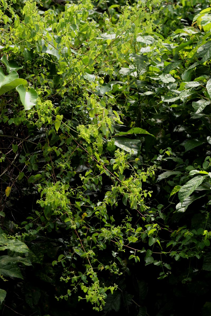 Helinus integrifolius Helinus integrifolius