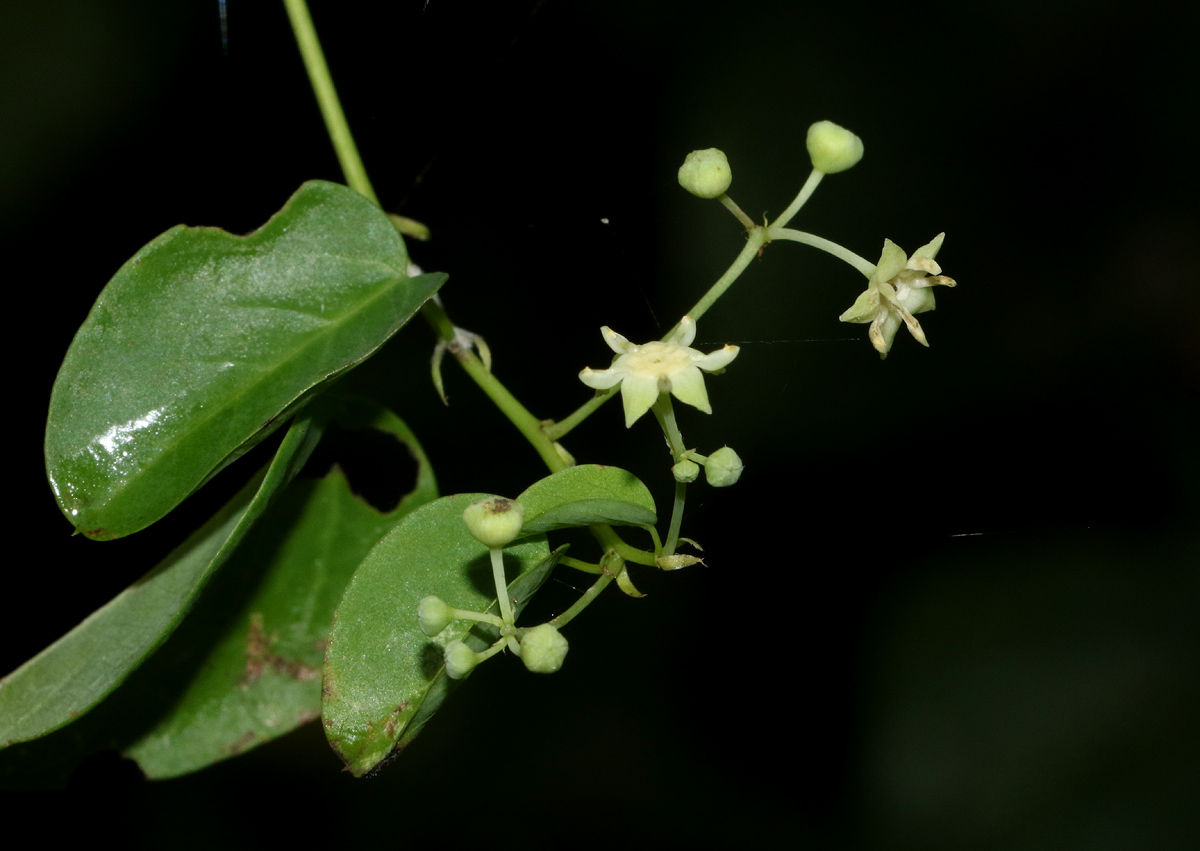 Helinus integrifolius