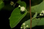 Helinus integrifolius