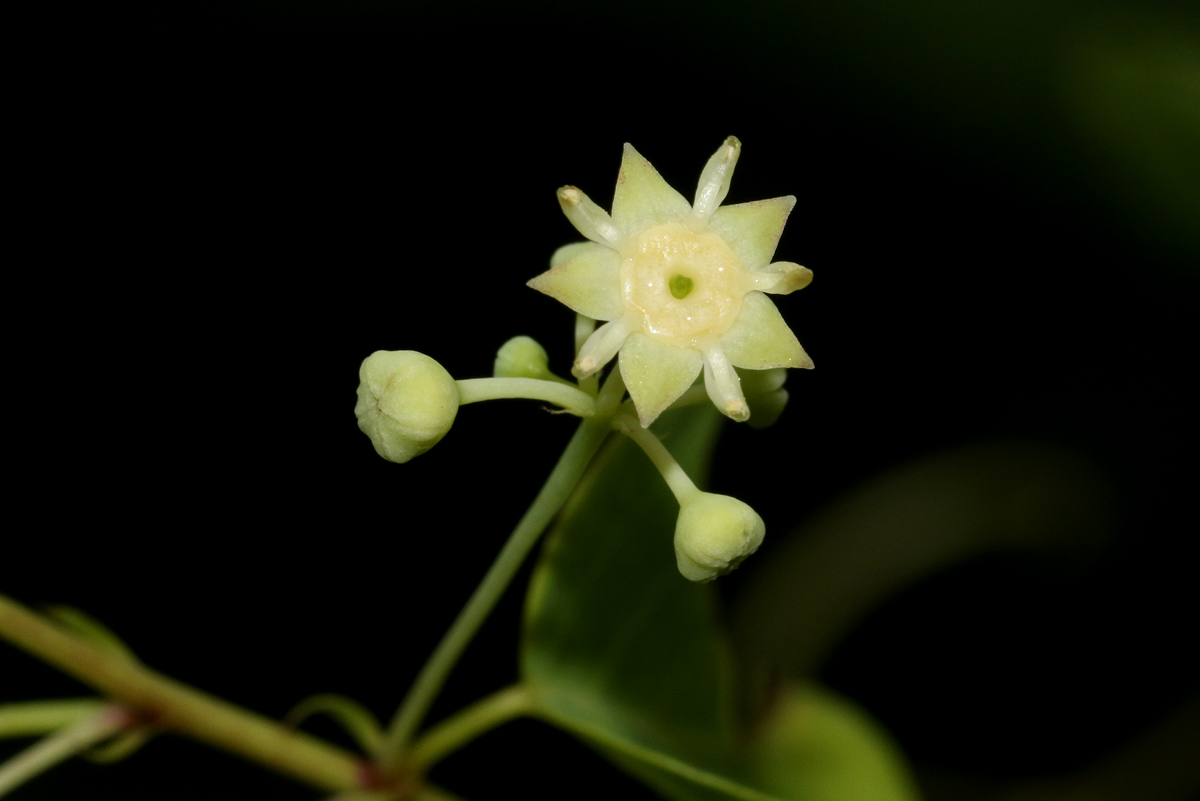 Helinus integrifolius Helinus integrifolius
