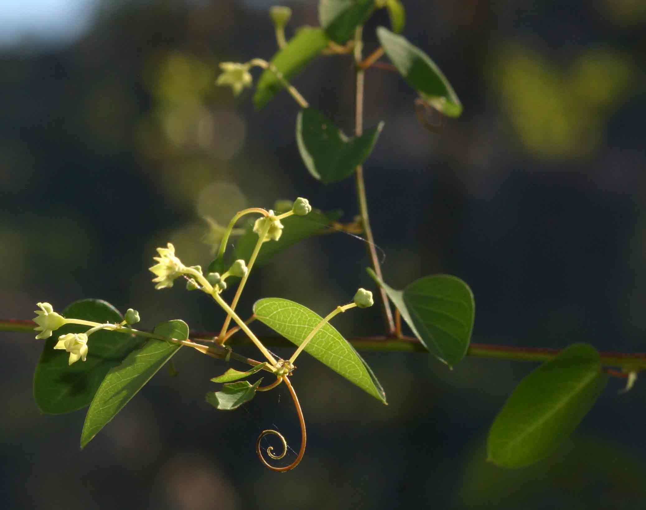 Helinus integrifolius Helinus integrifolius