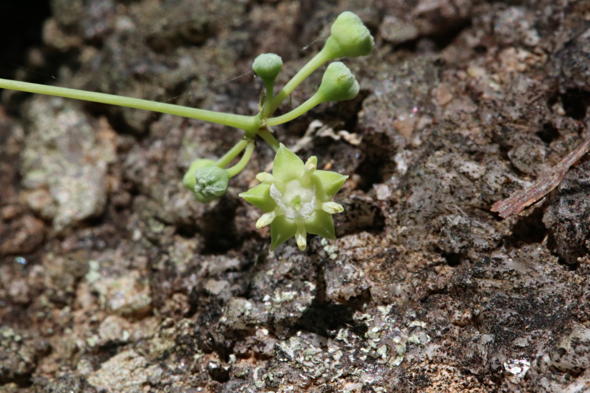 Helinus integrifolius Helinus integrifolius