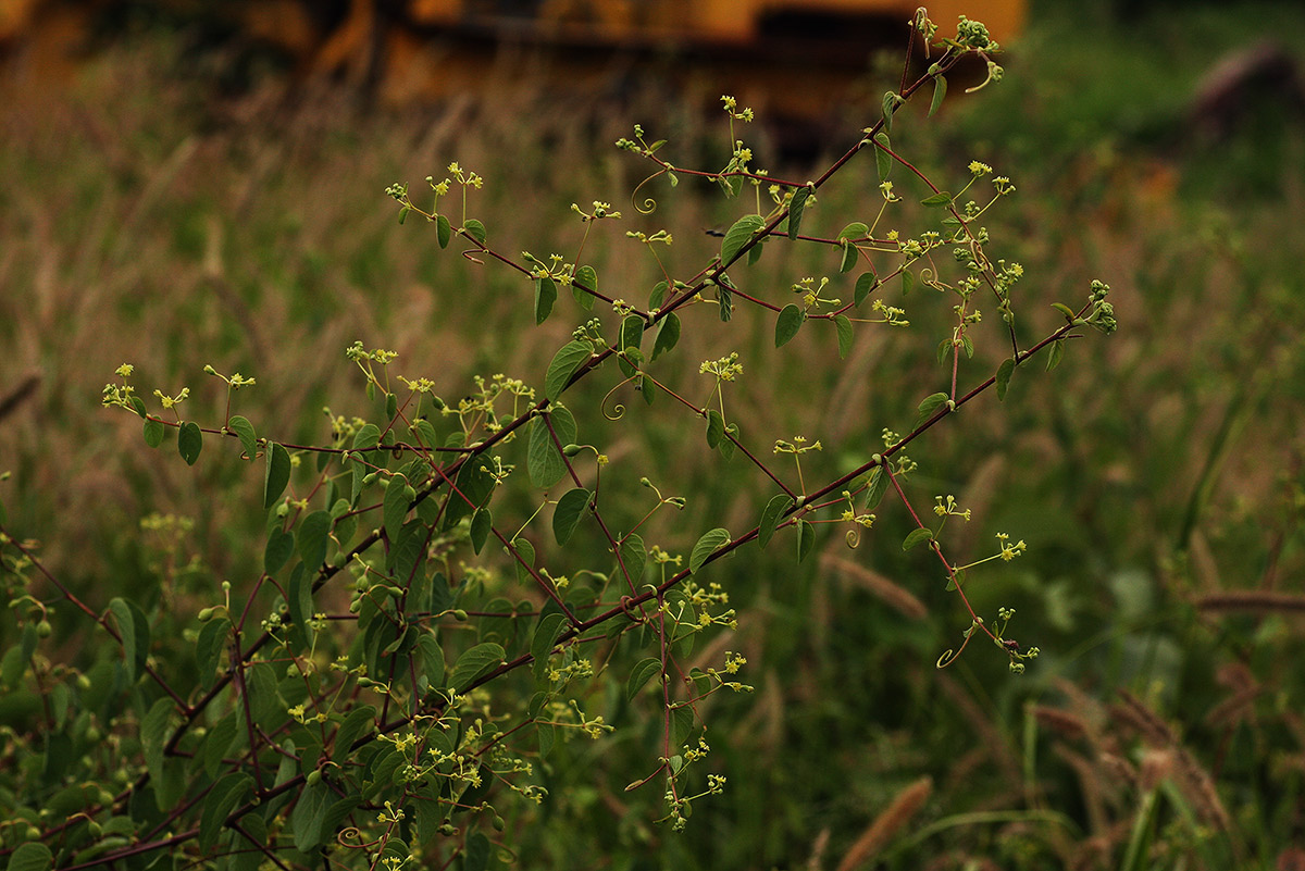 Helinus integrifolius