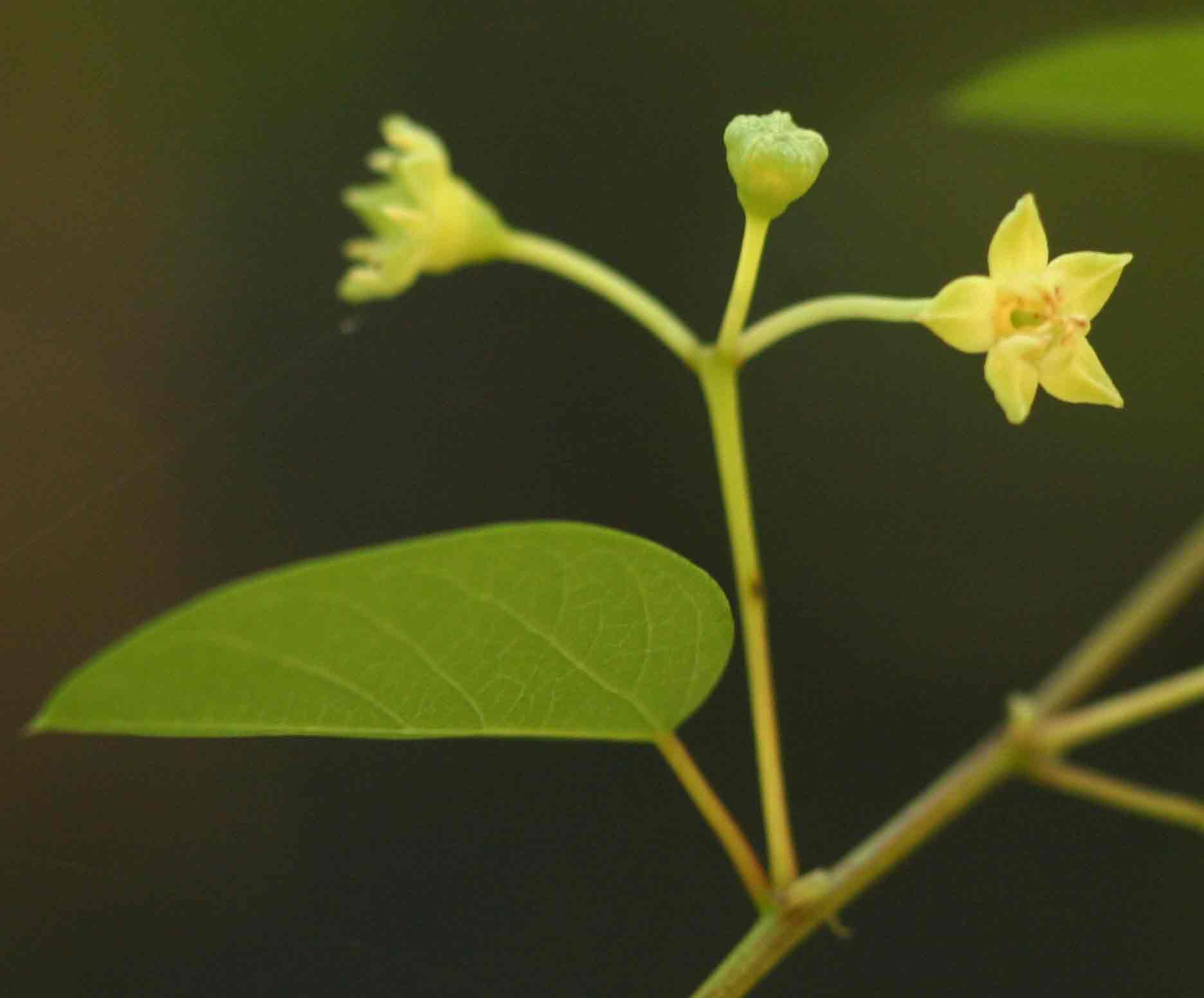 Helinus integrifolius Helinus integrifolius