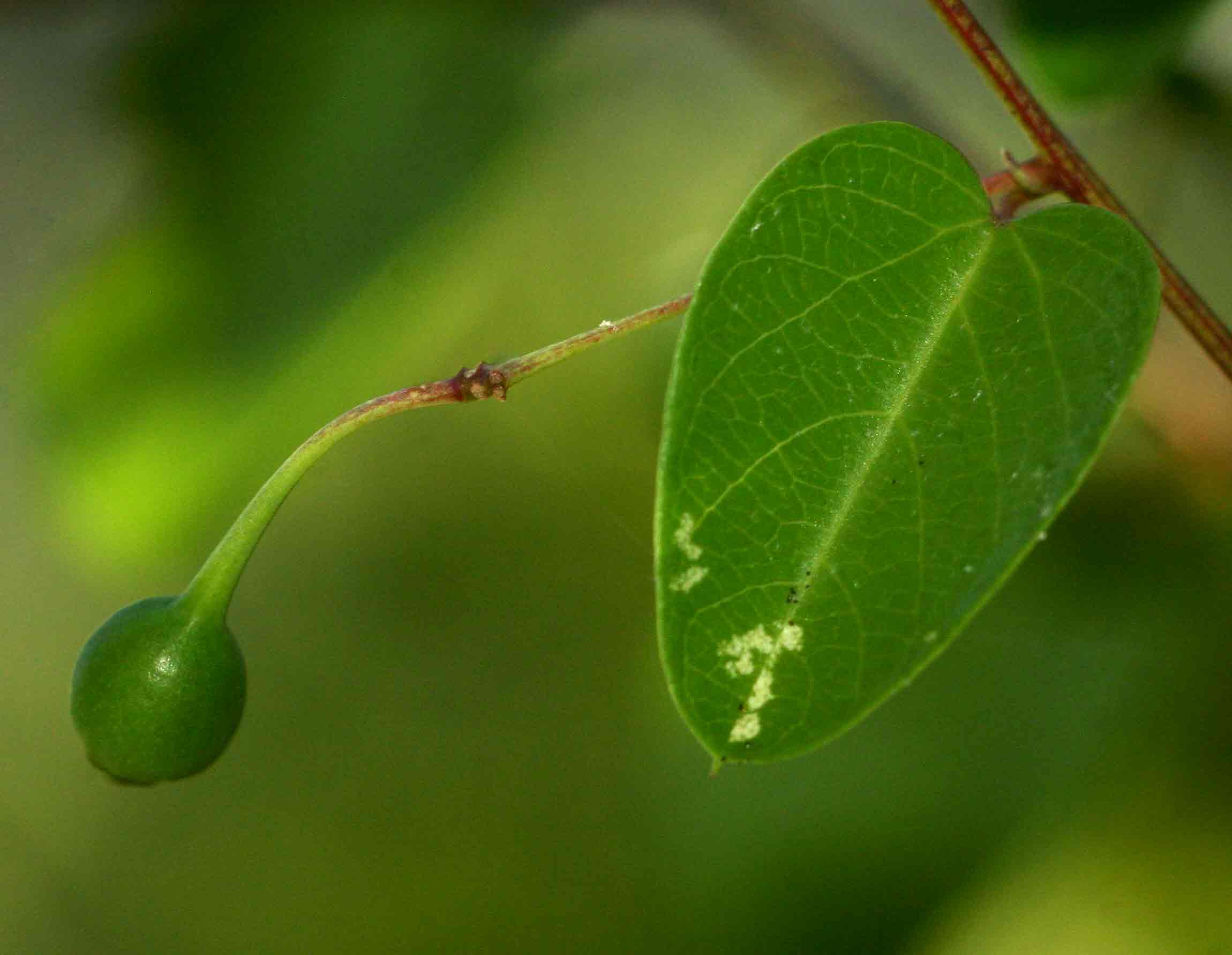 Helinus integrifolius Helinus integrifolius