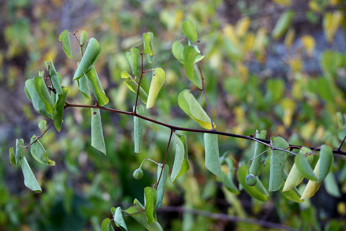 Helinus integrifolius