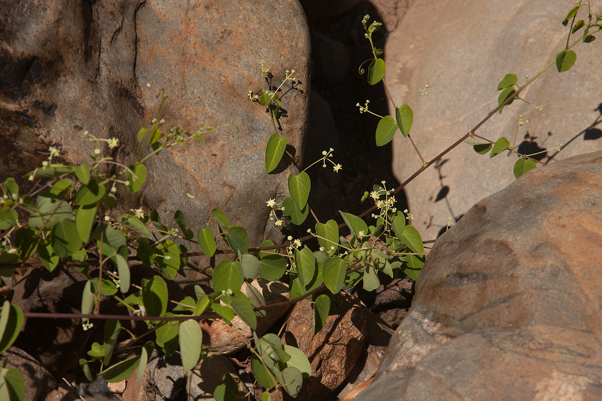 Helinus integrifolius Helinus integrifolius