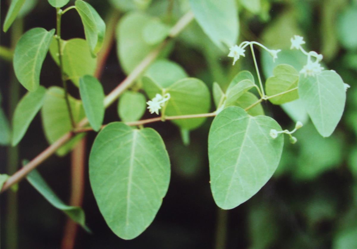 Helinus integrifolius