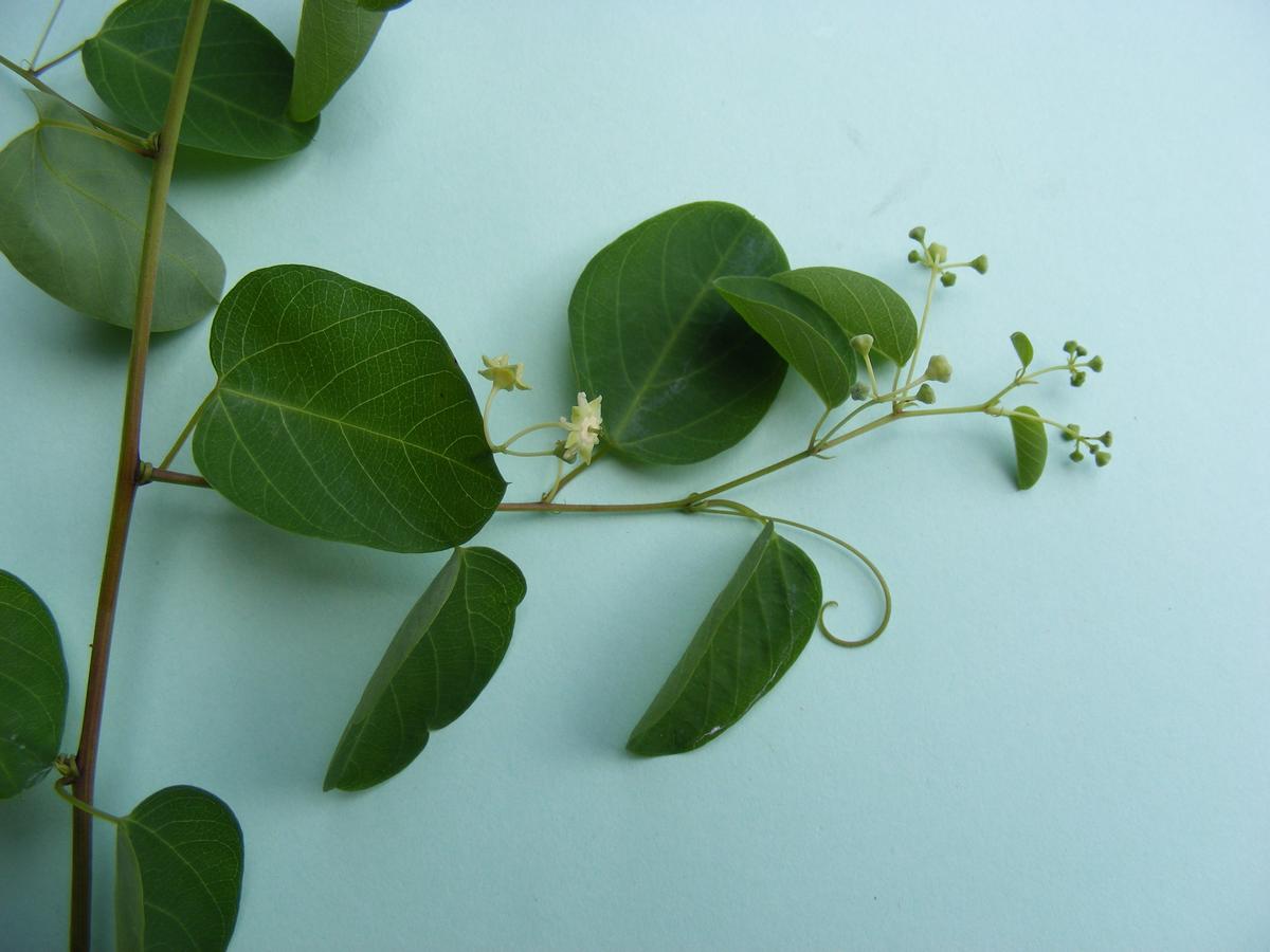 Helinus integrifolius