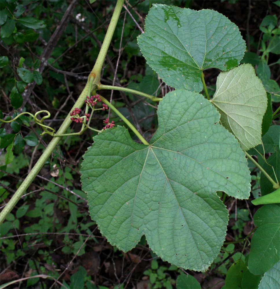 Ampelocissus africana var. africana