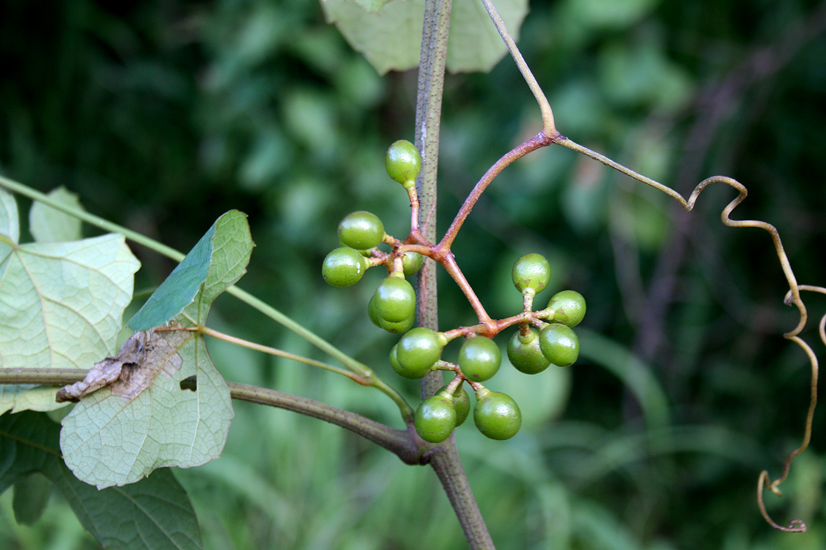 Ampelocissus africana var. africana