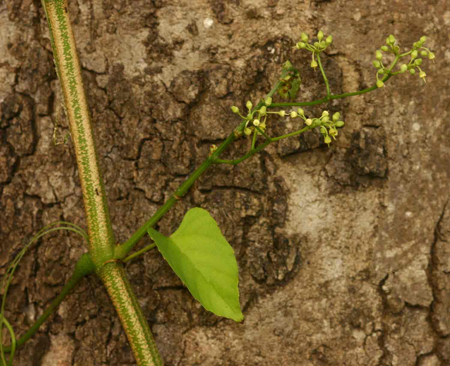 Cissus integrifolia