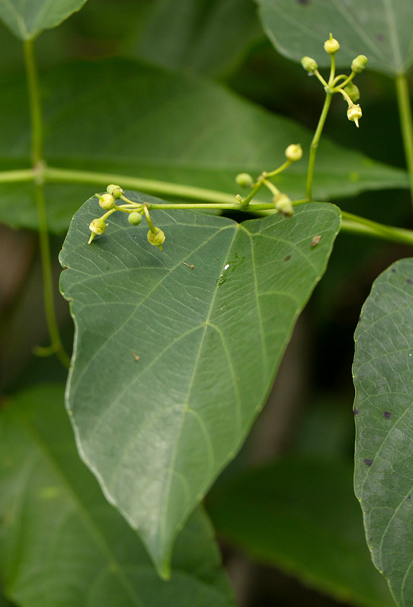 Cissus integrifolia