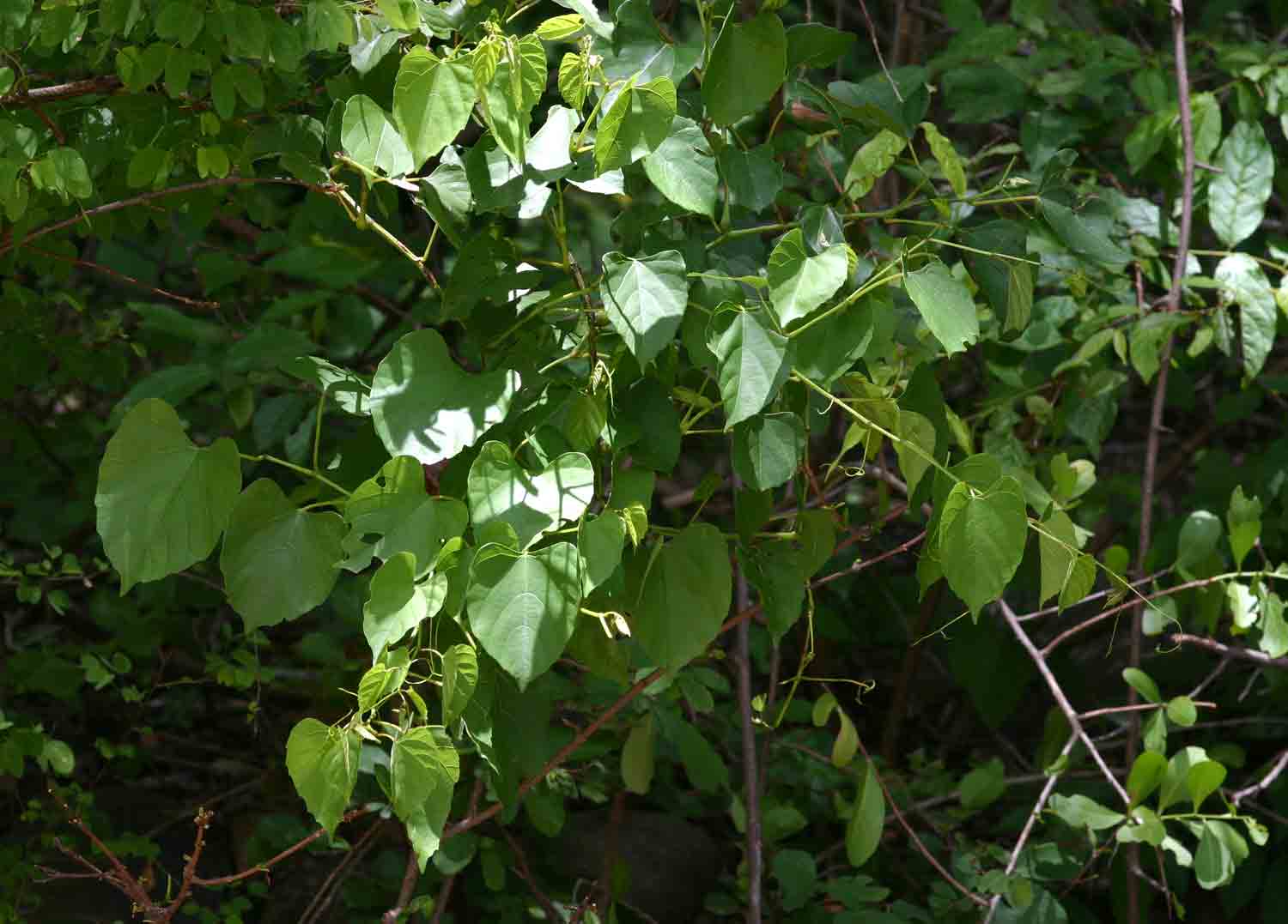 Cissus integrifolia