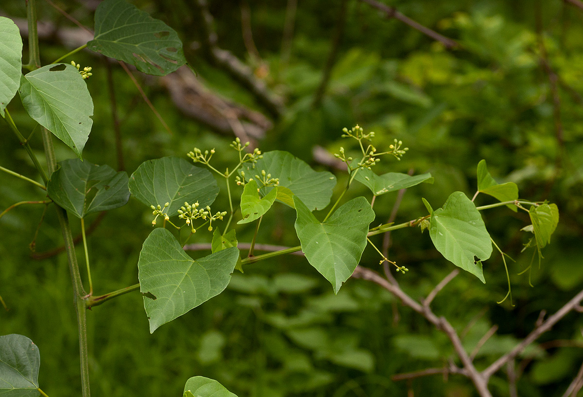Cissus integrifolia
