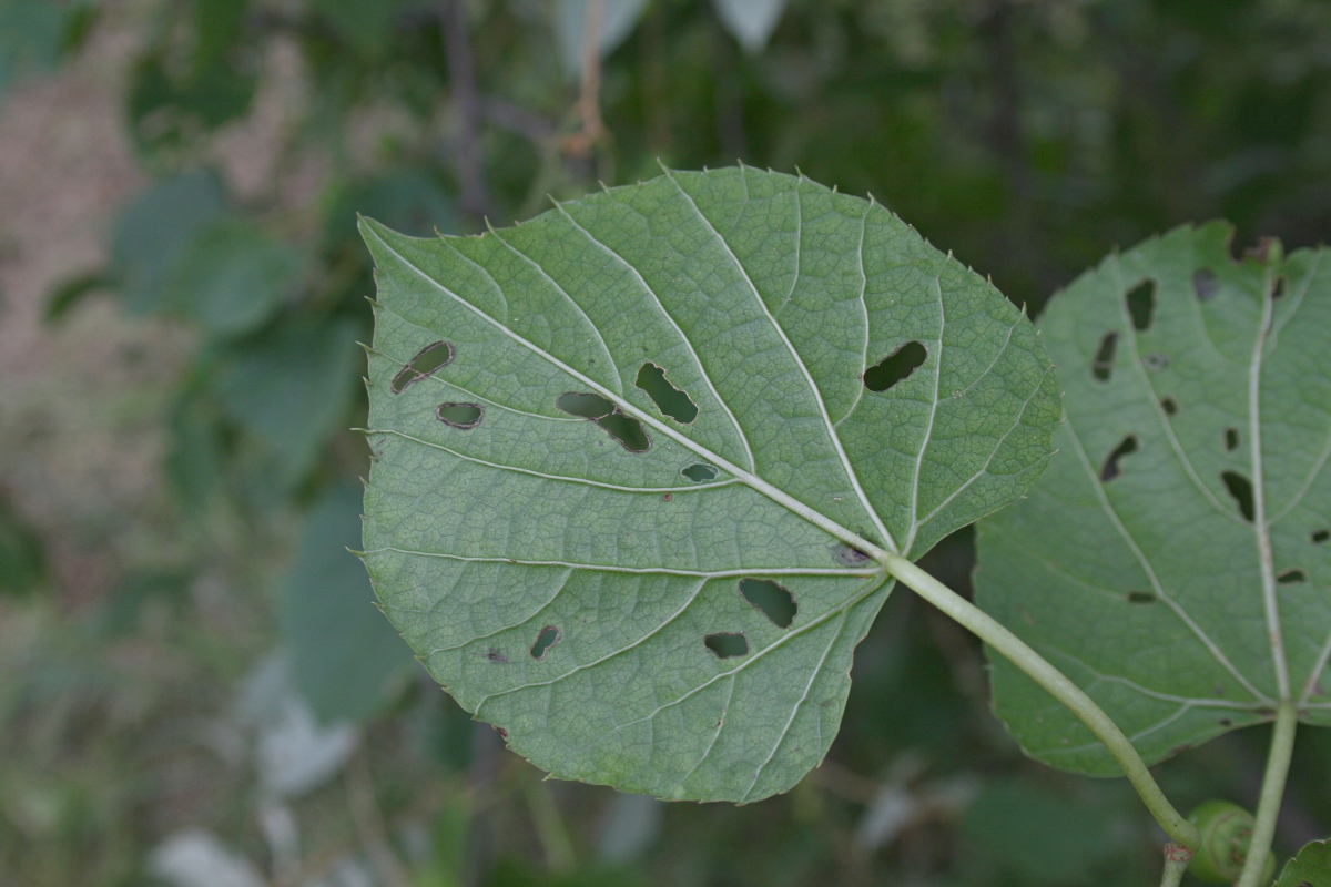 Cissus welwitschii Cissus welwitschii