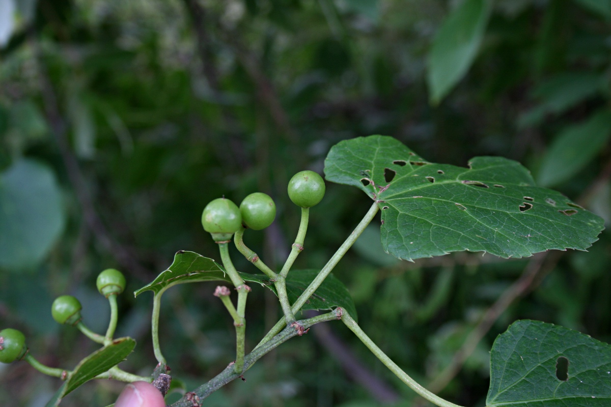 Cissus welwitschii Cissus welwitschii