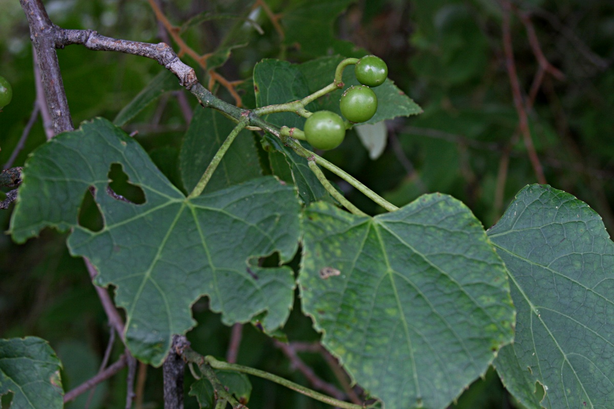 Cissus welwitschii