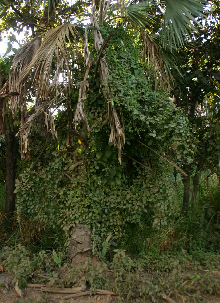 Cyphostemma congestum