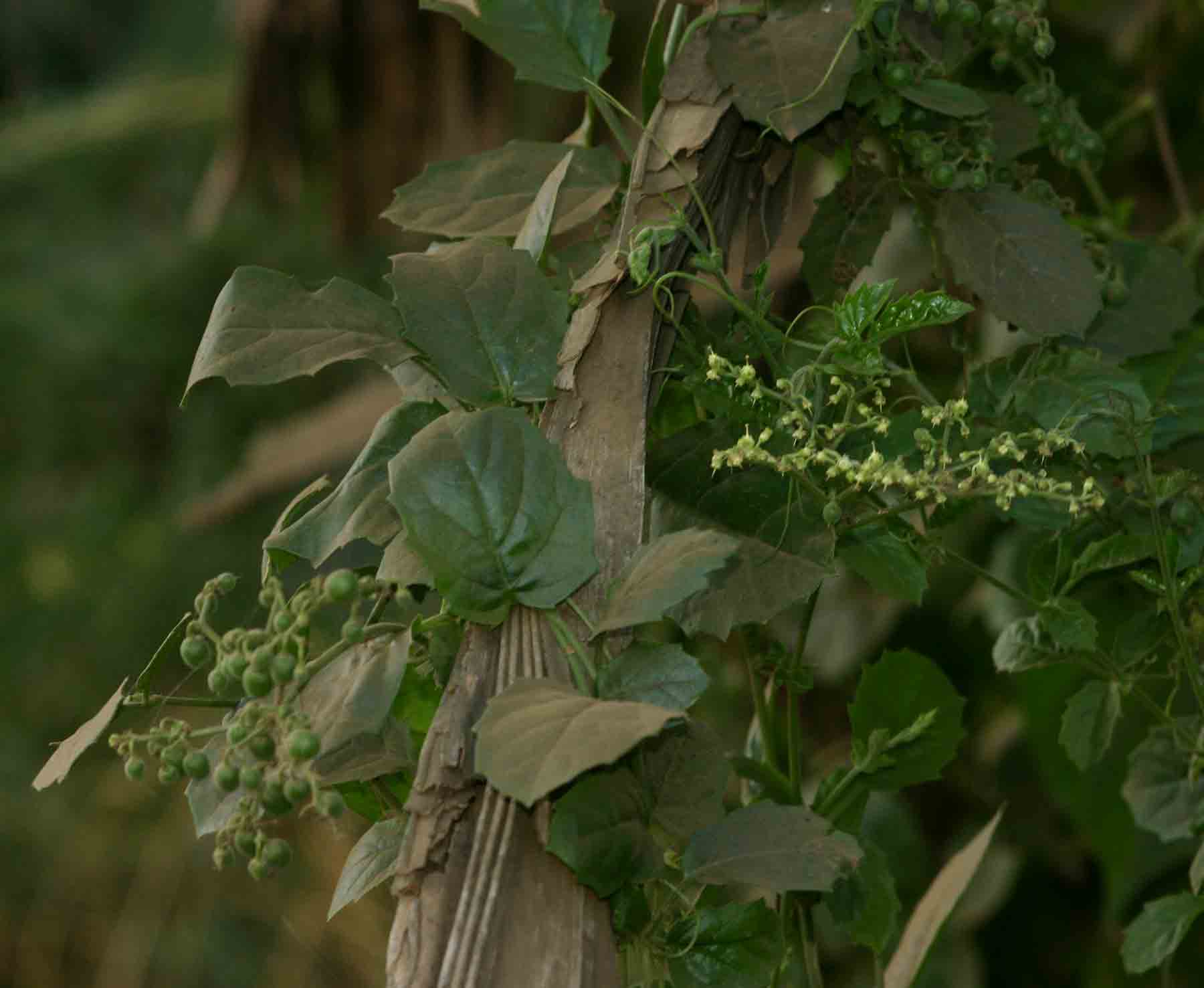 Cyphostemma congestum