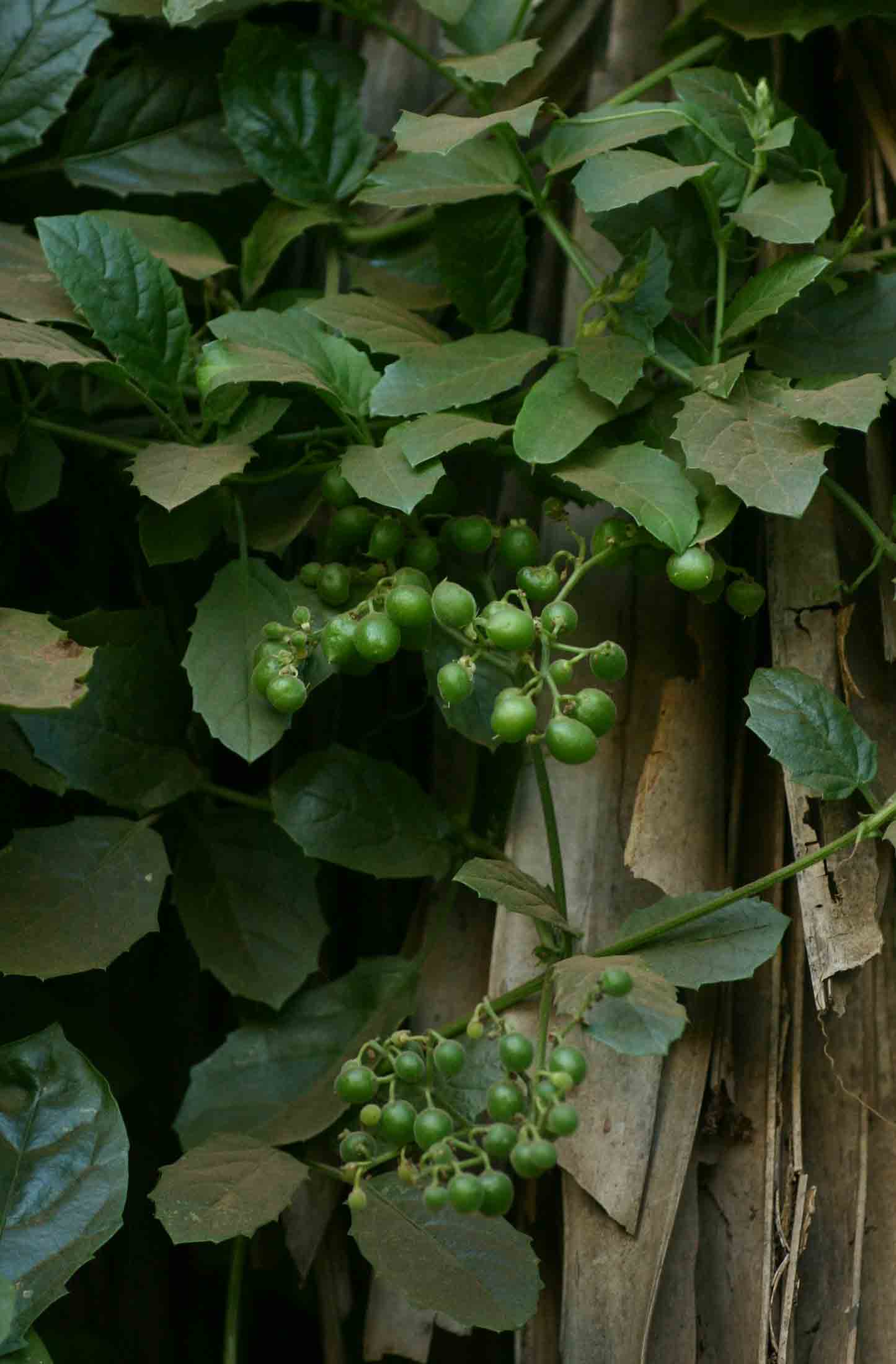 Cyphostemma congestum