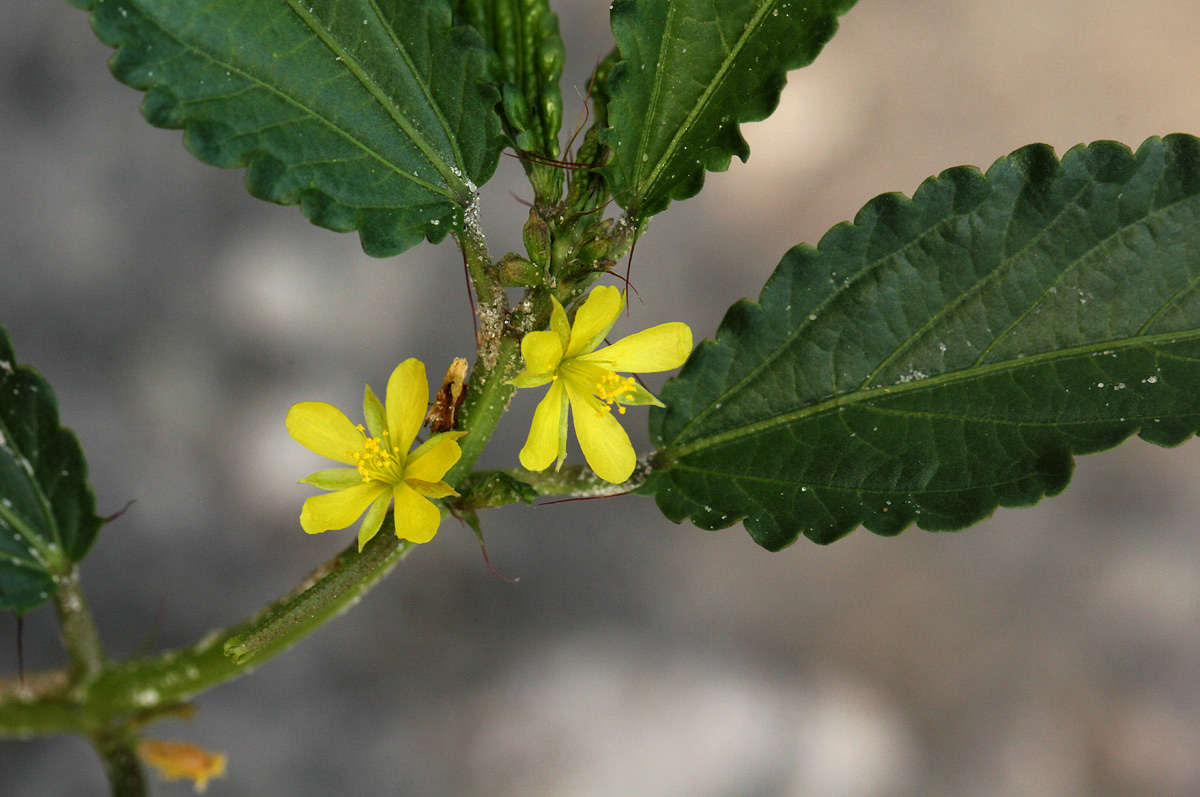 Corchorus tridens