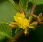Corchorus tridens