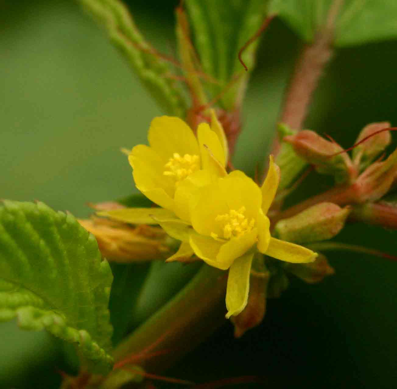 Corchorus tridens